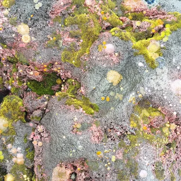 Vibrio by SCAM - album cover