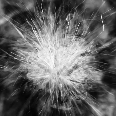 Scattered Remains: Early Rarities