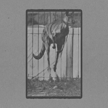 Kangaroo Jumping by Muybridge - album cover