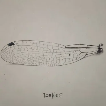 Torheit by Torheit - album cover