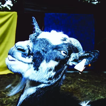 Day Trip to the Petting Zoo
