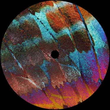 Elevate EP by Luvless - album cover
