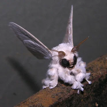 Moth Noise Wall #1