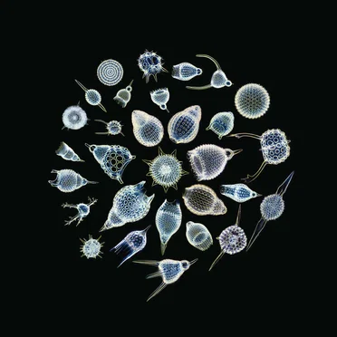 The Sea Nymphs