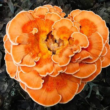 Bright Orange Fungus
