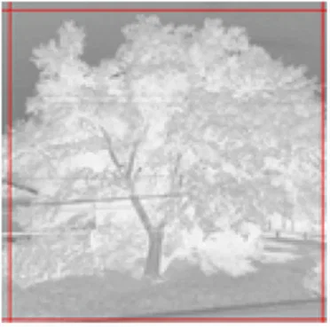 c.whitescale