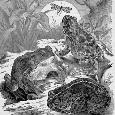 Night of the Toads
