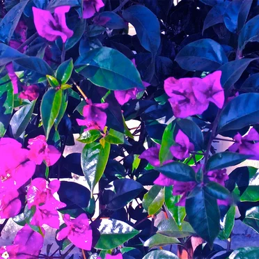 Roses Exodus by Lil B - album cover