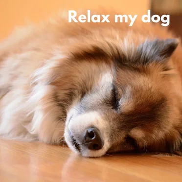 Dog Chill (Loopable, No Fade)