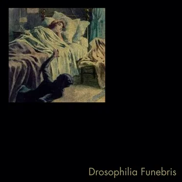 Drosophilia Funebris