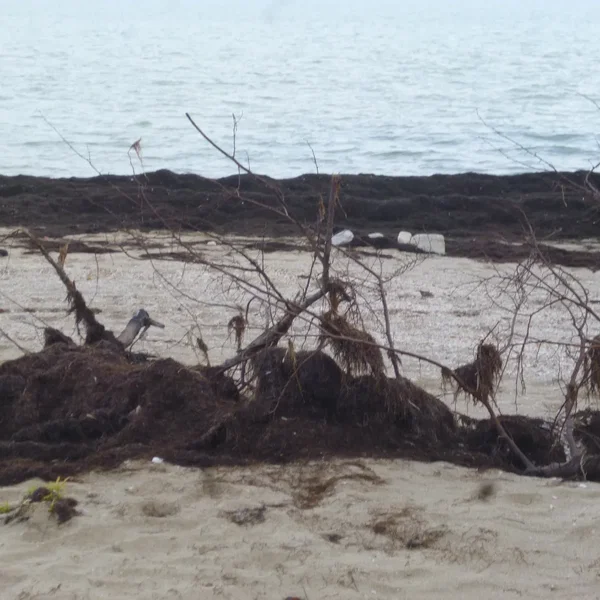 The Islands