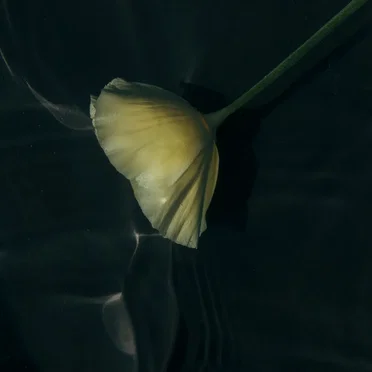 Songs for No Words