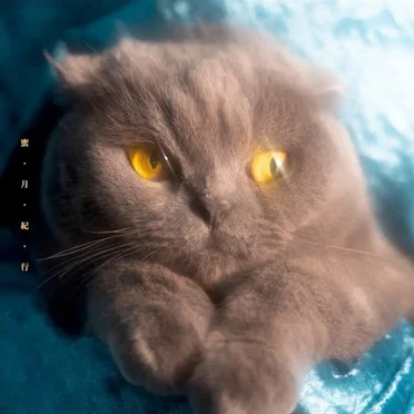 猫戦