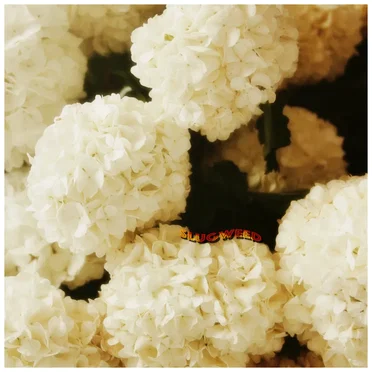 Original Chrysanthemum by SlugWeed - album cover