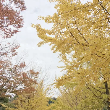 Hayama Ambient 027