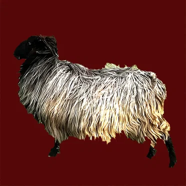 Sheep