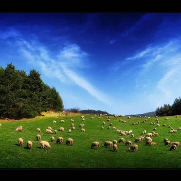 Sheep