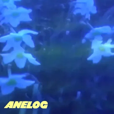 Anelog
