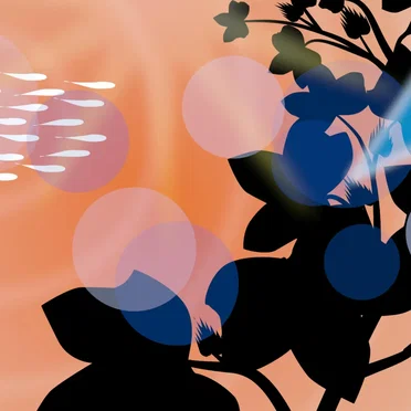 Crisa Ditcu, Summertime by Guskant - album cover