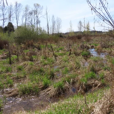 Mill Creek, WA (04-04-2025)