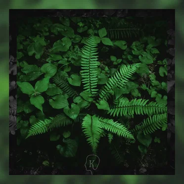 For the Ferns by Gentle Resonance - album cover