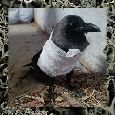 Hemant Sreekumar & nur