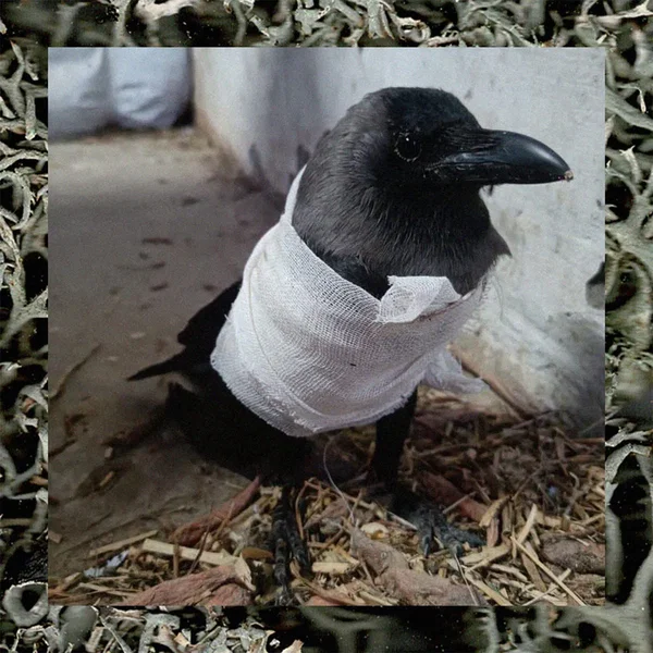 Hemant Sreekumar & nur