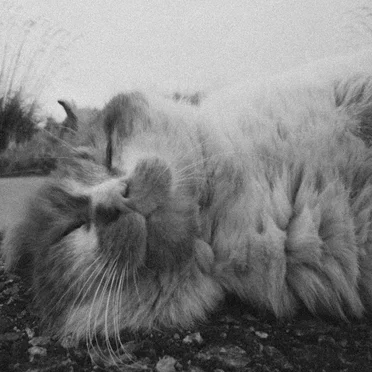 Demos by Felines of the Night - album cover
