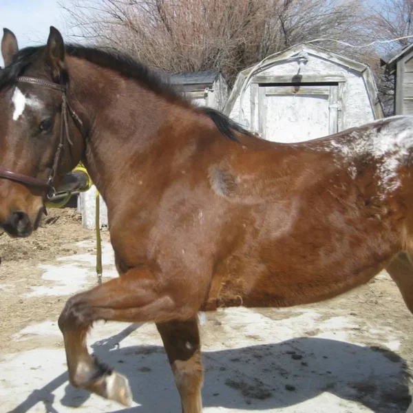 Hard To Be a Pony