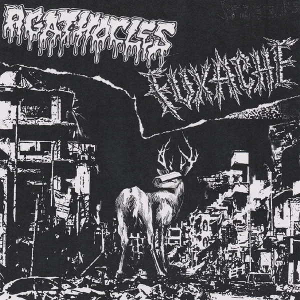 Agathocles / Fuxache