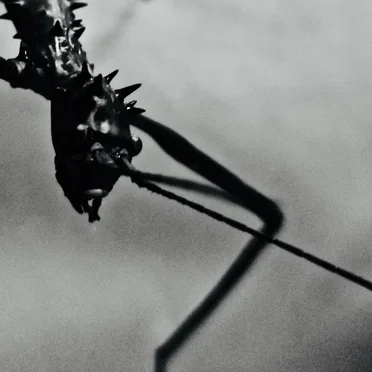 Insect