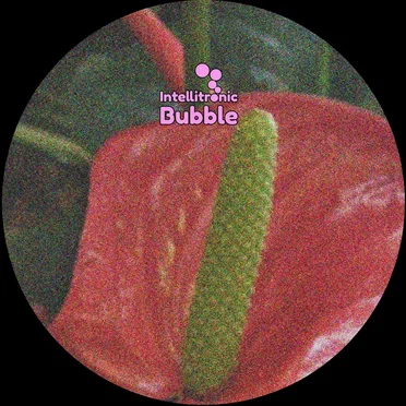 Anthurium 002