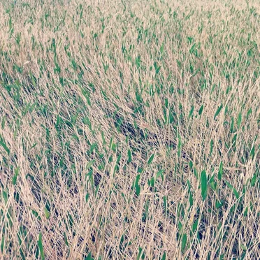 Meandering Flow