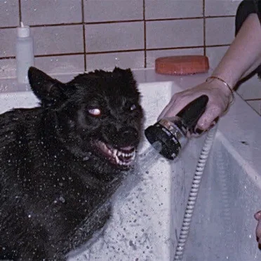 i'm not a violent dog, i don't know why i bite