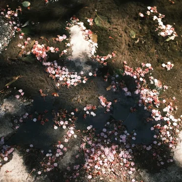 花筵