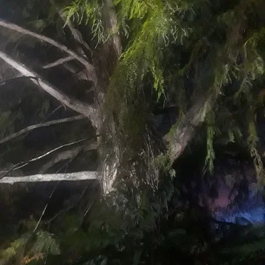 Nightly Visions