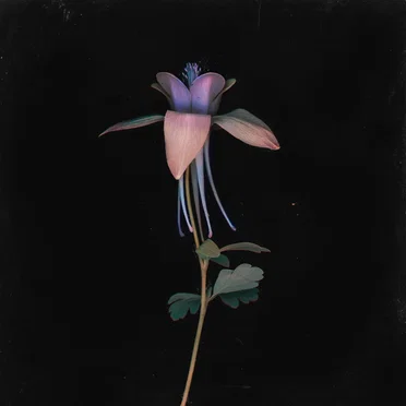 Eleuthera (Catching Flies remix) by TOR - album cover