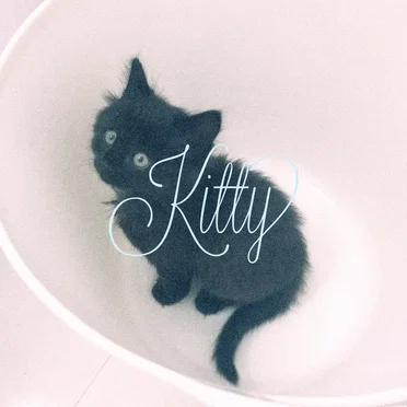 Kitty