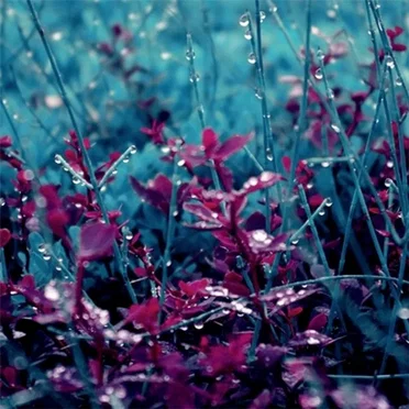 Films (instrumental version)