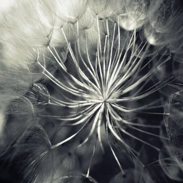Pneuma by Diespnea - album cover