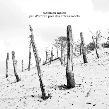 Peu d'Ombre Près des Arbres Morts
