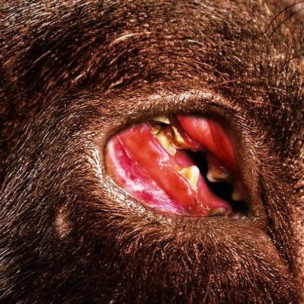 15 Year Dog Plan