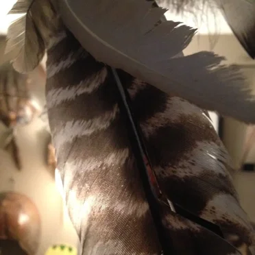Fly