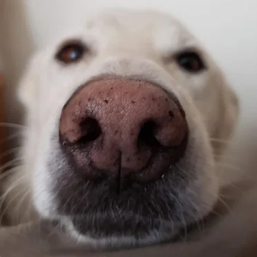 Always Love You (Like a Good Ole Dog)