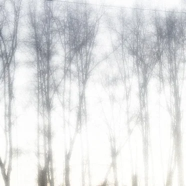 Music for Trees