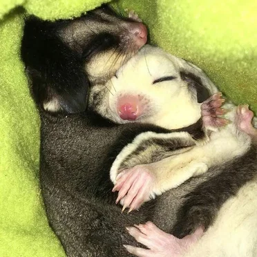 indecisiveness by baby sugar glider - album cover