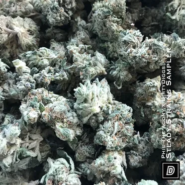 Steady Strains Sampler (Deluxe Edition)