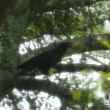crow eat donut