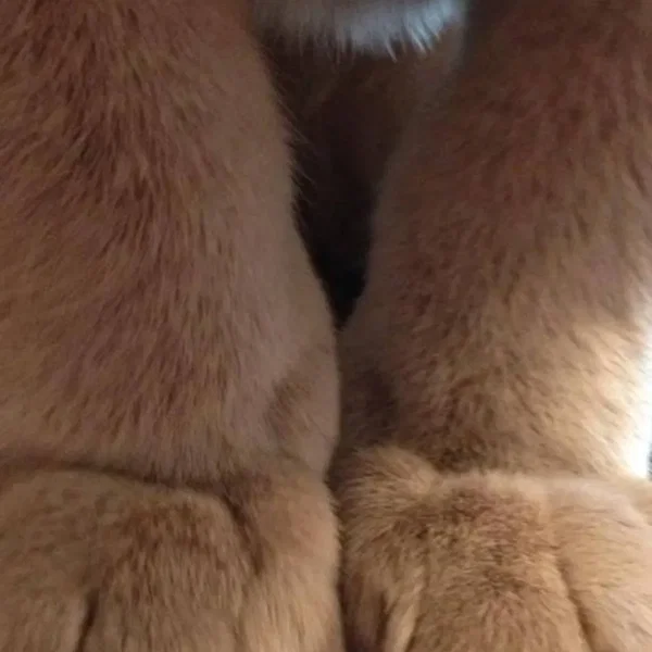 Whiskerbiscuit