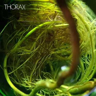 Thorax by Thorax - album cover